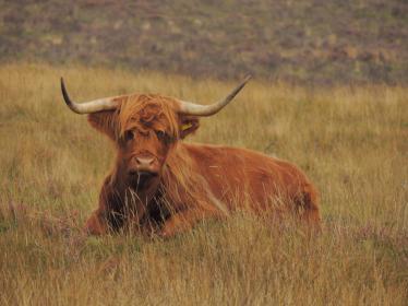 Highland Princess Highland Princess