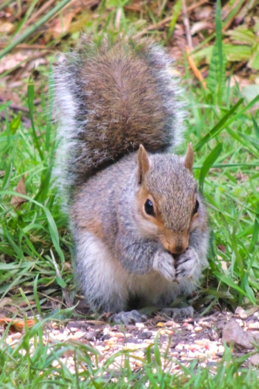 Not so Secret Squirell Not so Secret Squirell