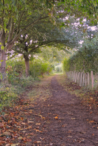 Leafy Lane Leafy Lane