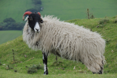 What Ewe Lookin' At? What Ewe Lookin' At?