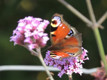 Peacock butterfly Peacock butterfly