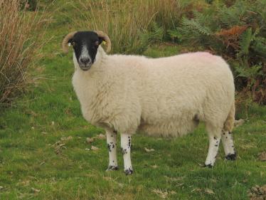 Southern Sheep Southern Sheep