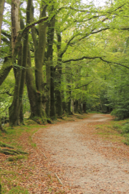 Woodland Walk Woodland Walk