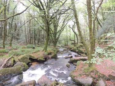 Woodland river Woodland river