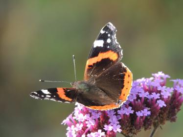 Red Admiral Red Admiral