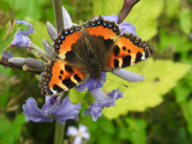 Tortoiseshell Tortoiseshell