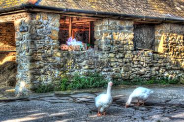 Farmyard geese in Dorset Farmyard geese in Dorset