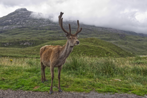 Highland Stag Highland Stag