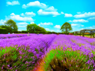 Fields of Lavender Fields of Lavender
