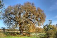 Autumn Oak Autumn Oak