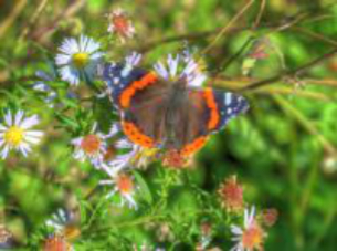 Another Red Admiral 
