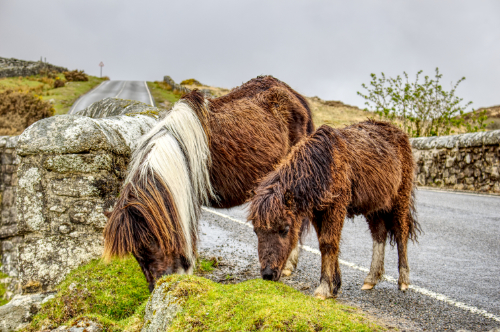Mare and Foal Mare and Foal