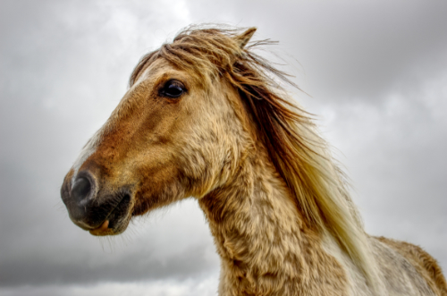 Dartmoor pony Dartmoor pony