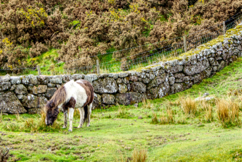 Grass is always greener. Grass is always greener.