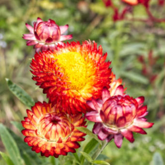 Everlasting Flower blooms. 