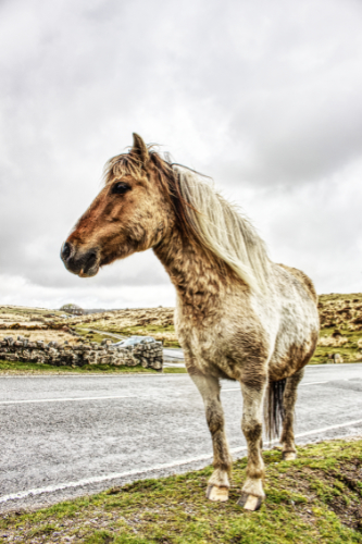 The Grand Mare of them all. The Grand Mare of them all.