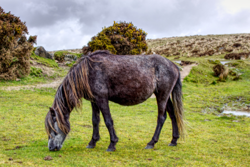 Grazing pony Grazing pony