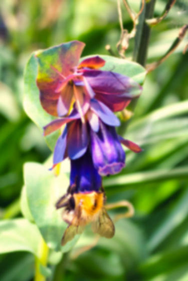 Bee pollinating Honeywart. Bee pollinating Honeywart.