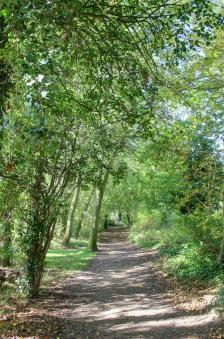 Woodland Path 