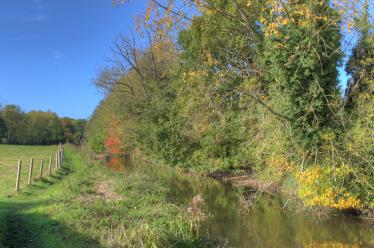 Trees by The Stour Trees by The Stour