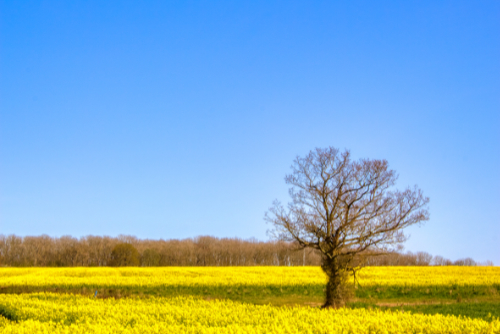 Yellow today, Green tomorrow Yellow today, Green tomorrow
