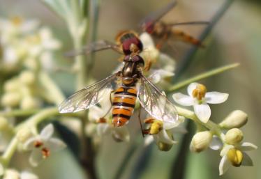 Flying Tigers Flying Tigers